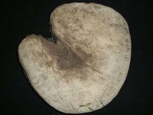 Edward K. Tryon Catchers Mitt 1 Front